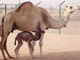 В Дубае (Объединенные Арабские Эмираты) впервые в мире выведен клон верблюда