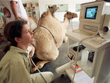 Верблюжонок женского пола, названный Инджэз ("Достижение"), появился на свет в Центре репродукции верблюдов (Camel Reproduction Centre - CRC) в прошлую среду