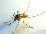 Более 80% личинок комаров-хирономид после года экспозиции в открытом космосе восстановили жизнеспособность
