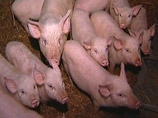 Напомним, первый случай африканской чумы свиней на территории РФ был зарегистрирован в конце 2007 года в Чечне, где были отстреляны больные дикие кабаны
