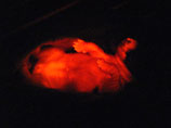 В результате в ультрафиолетовых лучах животные светятся красным