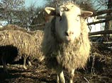 В одном из сел Свердловской области у овец выявлен бруцеллез - село оцеплено

