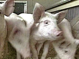 Российский ученый еще в 2004 году предсказал, что свиньи заразят планету смертельным гриппом