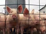 Россия просит США прислать штаммы свиного гриппа для исследований Россия просит США прислать штаммы свиного гриппа для исследований