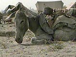 Афганские боевики берут на вооружение ослов-смертников