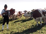 Австрийский фермер записал компакт-диск с музыкой для коров, чтобы увеличивать надои