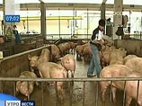 Как сообщалось накануне, ВОЗ отказывается от названия гриппа свиной, чтобы избежать неудачного термина, который представляет свиней как опасных животных