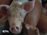 ООН и ВТО недовольны запретом на импорт свинины 