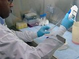 Вирус свиного гриппа не опаснее обычных сезонных, пришли к выводу в американских лабораториях