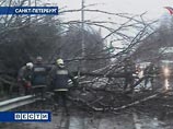 Штормовой ветер в Петербурге повалил деревья и лишил город FM-радиостанций 
