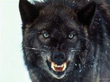 Ученые Эстонии впервые доказали наличие в местных лесах помеси собак и волков