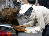Пчелы оккупировали площадь Испании в Риме, вызвав панику среди туристов