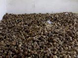 Кроме того, афганские военные и войска международной коалиции захватили рекордное количество наркотических средств - 92 тонны опиумного сырья и других наркотиков