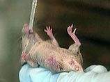 Заставив мышь лысеть раз в 25 дней, японские ученые нашли ответственный за выпадение волос ген Заставив мышь лысеть раз в 25 дней, японские ученые нашли ответственный за выпадение волос ген