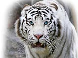 В новозеландском парке белый тигр на глазах у туристов растерзал смотрителя