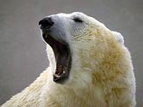 На Новой Земле военные застрелили белого медведя, забравшегося к ним в часть