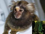 Японские ученые изменили генетическую структуру ближайшего родственника человека и получили зеленую обезьяну