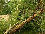 В Амурской области школьник погиб от удара упавшего дерева