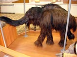 В Якутии найден мамонтенок, погибший около 30 тысяч лет назад