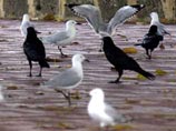 На австралийский город дождем обрушились мертвые птицы