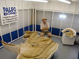 Палеонтолог-самоучка приговорен в США к 60 дням тюрьмы за кражу динозавра