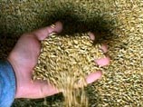 Египет не принял 52 тысячи тонн российской пшеницы, признав ее некачественной