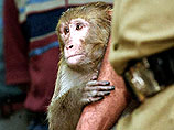 РАМН: в ходе вакцинации от полиомиелита россияне заразились обезьяньим вирусом