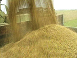 Речь идет о продаже этого зерна как фуражного, в то время как в Египет оно поставлялось как продовольственное и было временно арестовано генпрокуратурой страны