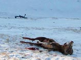 МАК отчиталась по катастрофе Ми-171 на Алтае: чиновники охотились, вертолетом управлял не пилот МАК отчиталась по катастрофе Ми-171 на Алтае: чиновники охотились, вертолетом управлял не пилот