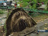 Порывы штормового ветра и ливень повалили деревья в районах Солнцево и Переделкино, а также на Сколковском шоссе на западе столицы