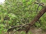 Ураган во Владимирской области: почти 20 тысяч человек без света, женщину убило упавшее дерево 