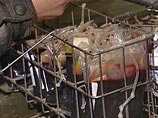 Госдума в преддверии Дня донора выступает за усовершенствование системы службы крови Госдума в преддверии Дня донора выступает за усовершенствование системы службы крови