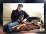 Ученые клонировали героического пса, который спасал выживших после терактов 11 сентября Ученые клонировали героического пса, который спасал выживших после терактов 11 сентября