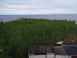 В Эстонию из России приплыл густо поросший лесом участок суши площадью в 4 гектара