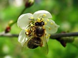 Растения могут сигнализировать о нашествии вредителей, а также "обсуждать" опылителей, например пчел