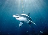 Исследование: Акулы охотятся на своих жертв по принципу серийных убийц