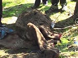Судмедэксперты единогласно пришли к выводу, что "жертва преступления" ушла из жизни ненасильственным путем Судмедэксперты единогласно пришли к выводу, что "жертва преступления" ушла из жизни ненасильственным путем