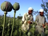 США сворачивают программу уничтожения посевов мака в Афганистане при помощи ядохимикатов