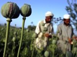 США сворачивают программу уничтожения посевов мака в Афганистане при помощи ядохимикатов США сворачивают программу уничтожения посевов мака в Афганистане при помощи ядохимикатов