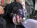 Еще в воздухе ветеринар капитан Мэтт Кларк оказал Тоби первую помощь: надел на него кислородную маску и накормил активированным углем