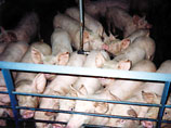 Импортеры увеличивают объемы ввоза в Россию свиней, в то время как импорт свежего и замороженного мяса сокращается. С 2005 по 2008 год ввоз свиней в Россию увеличился в 7 раз до 600 тысяч голов. В 2009 года эта тенденция продолжится, ожидают участники рын
