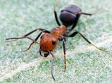 Мир захватила гигантская колония аргентинских муравьев, выяснили ученые