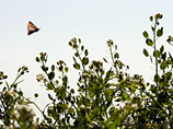 В Амурской области введено чрезвычайное положение из-за атак бабочек