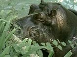 В Колумбии нашли бегемота, три года назад сбежавшего из зоопарка покойного наркобарона