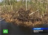 Остров, уплывший из РФ в Эстонию, уничтожат, если он подойдет к российской плотине