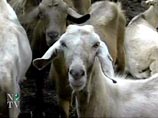 В Израиле обнаружен новый козел, дающий молоко. Но до русского Сережи ему далеко