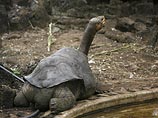 Самец Джордж, последний представитель гигантских черепах с острова Пинта, относящегося к группе Галапагосских островов, наконец спарился и дал потомство