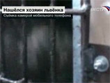 Сотрудники московской милиции нашли хозяина льва, которого он оставил во дворе дома по улице Маши Порываевой