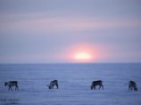 Канада укрепляет присутствие в Арктике: начато патрулирование реки Маккензи