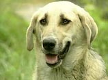 Главным "виновником" унесшей три жизни вспышки легочной чумы в Китае стала собака одного из пастухов
